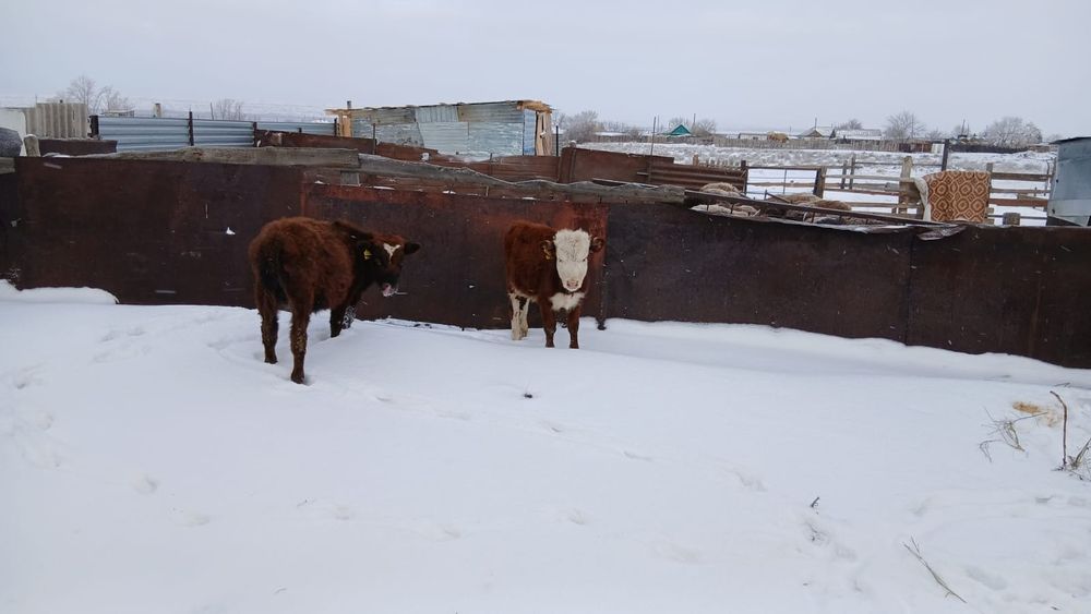 Продам телят бычков 2 головы