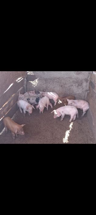 Продажа поросят (месяц)