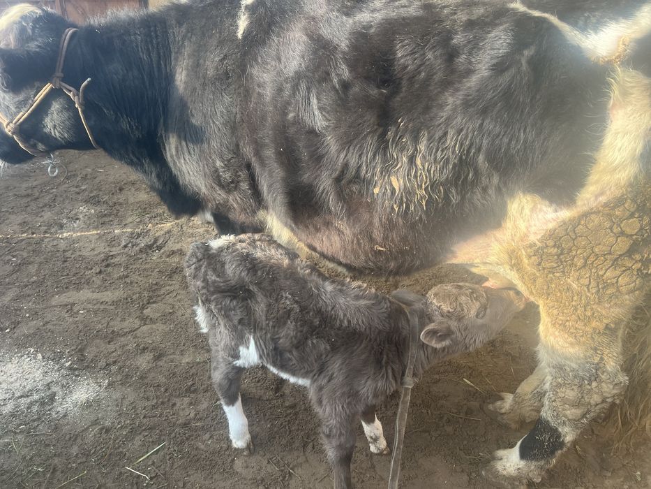 Бұзаулы сиырлар белкөлде