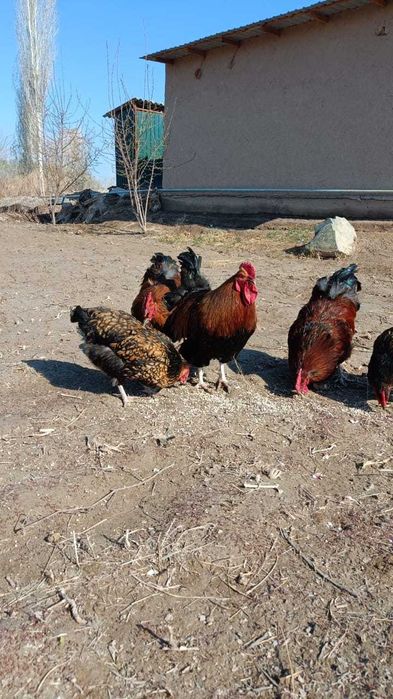 Kuchenskoye yubileynoye