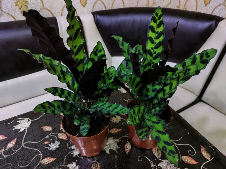 Подарки для близких. Доставка