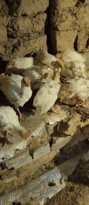 Big 6 kurka joʻjalari sotuvda