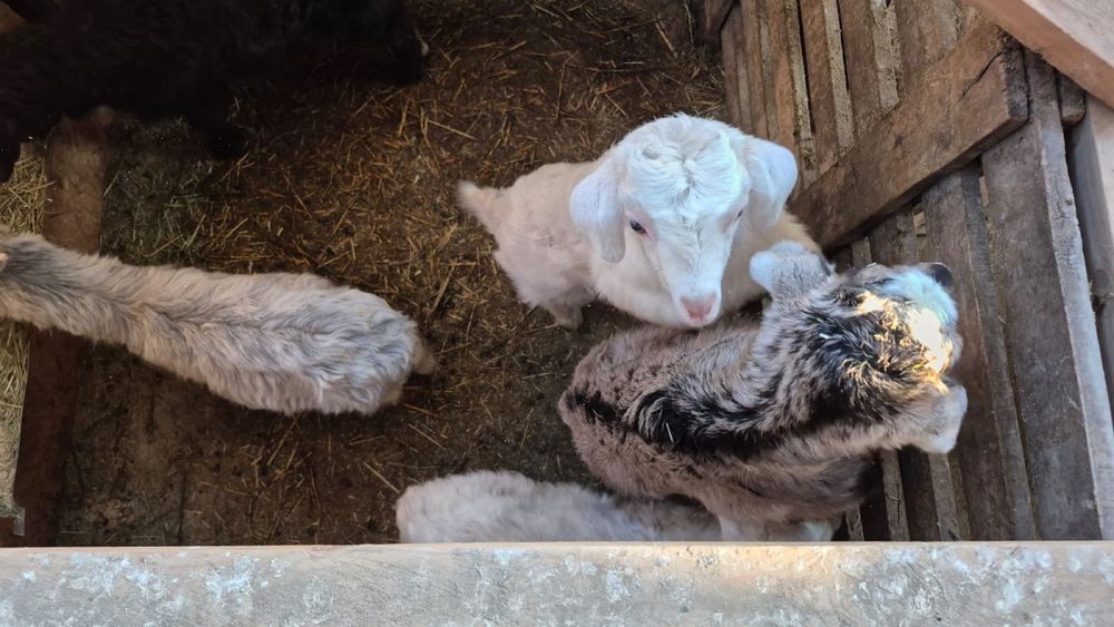 Лақтар сатылады, Козлята продается