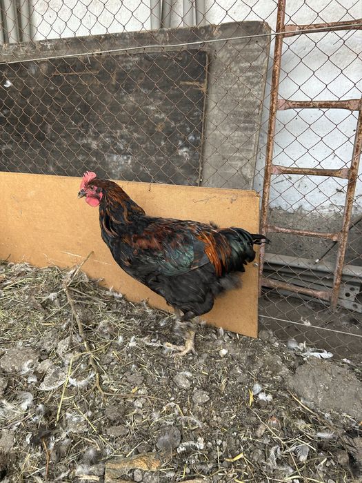 Продам молодых петушков