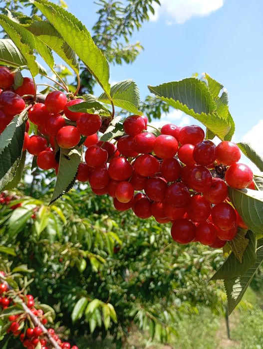 Продавам черешови градини 19 дка.