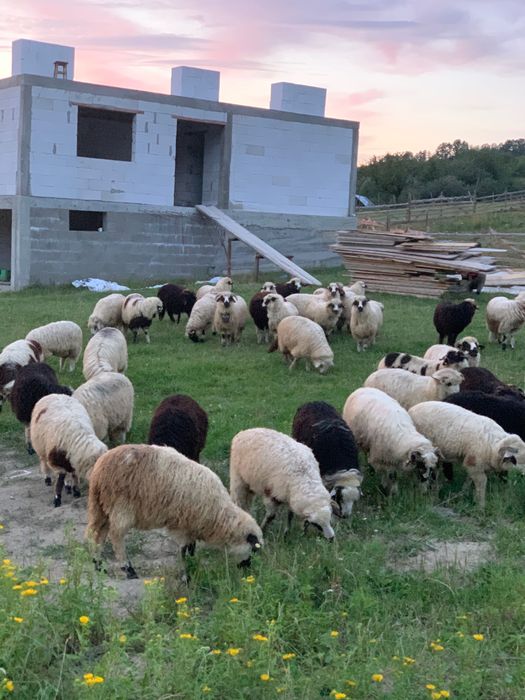 De vânzare 50 de miei