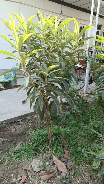 Mushmula mevali darxtlar