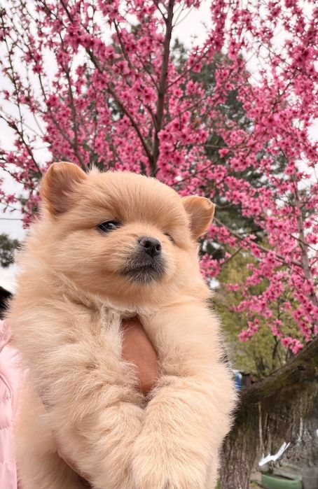 Померан момче и момиче