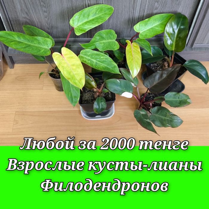 Филодендроны, фикусы