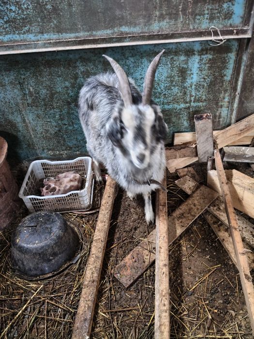 Продам срочно козу