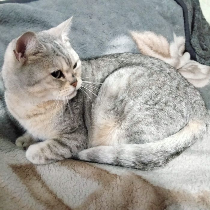 Отдам срочно кота