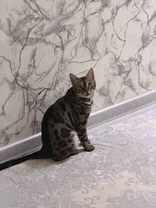 Бенгальская кошка