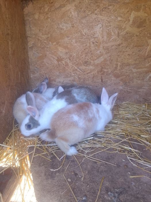 Iepuri hycole francez femelă și puii