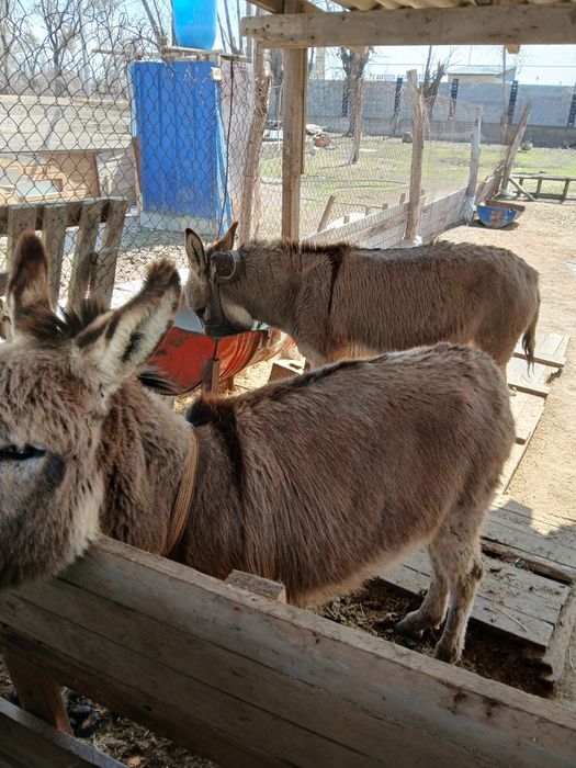 Продам 2ослов 1осел 1ослица