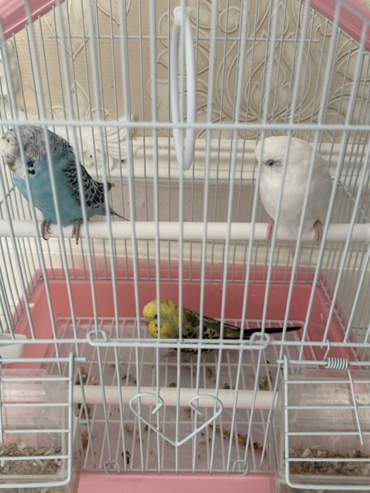 3 Папугай продам здоровые