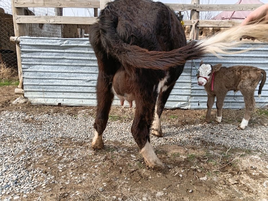 Бұзаулы сиыр сатылады