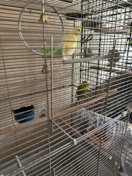 2 Попугая Корелла самец и самка  склеткой