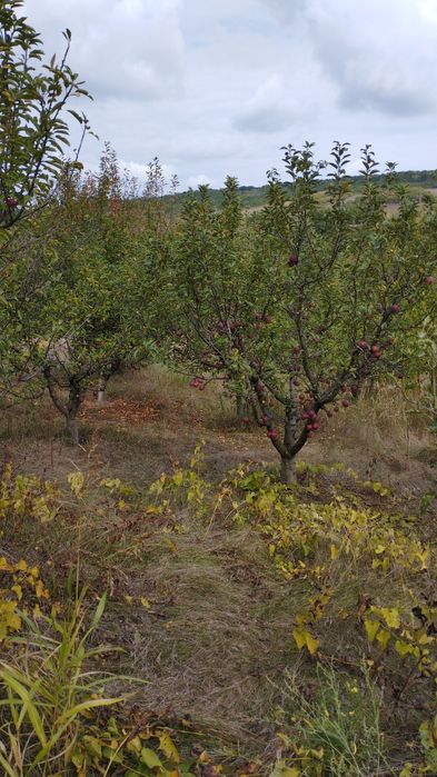 Casă bătrânească Lipovăț