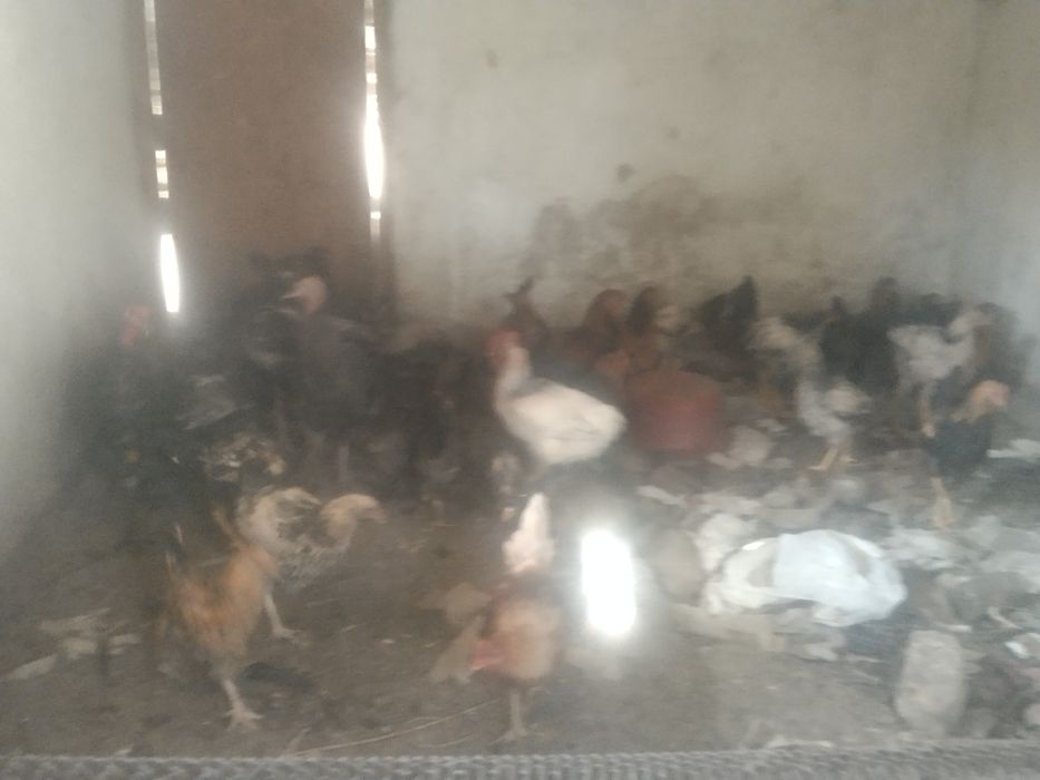 Продаю курей срочно