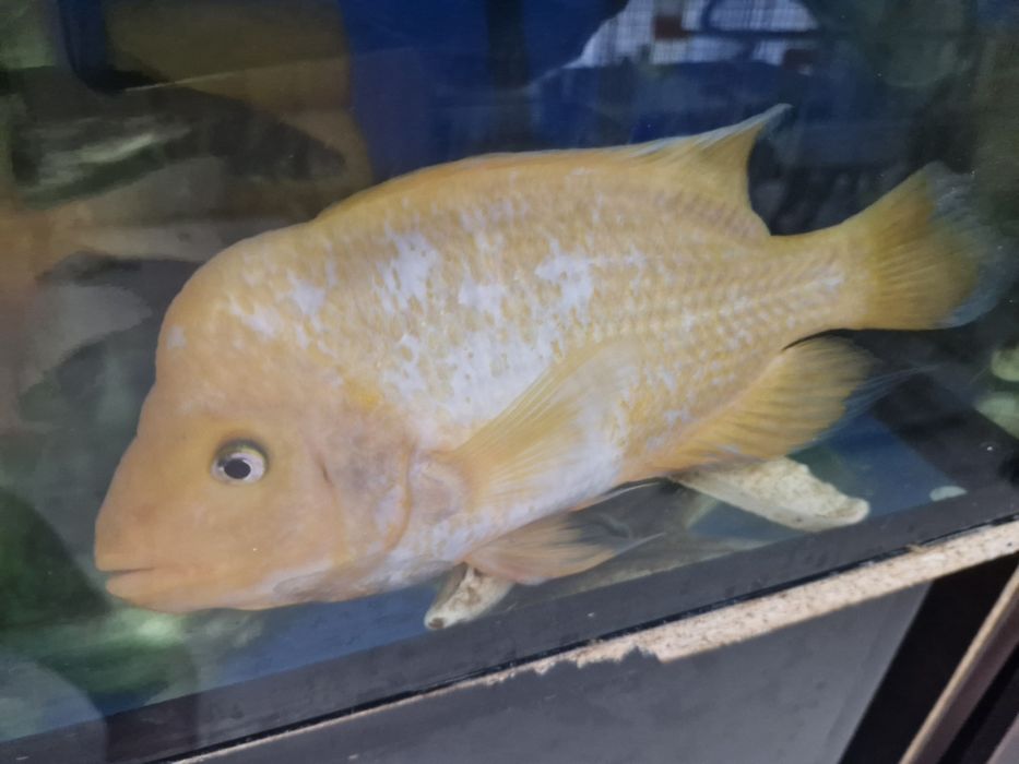 Цихлозома цитрон