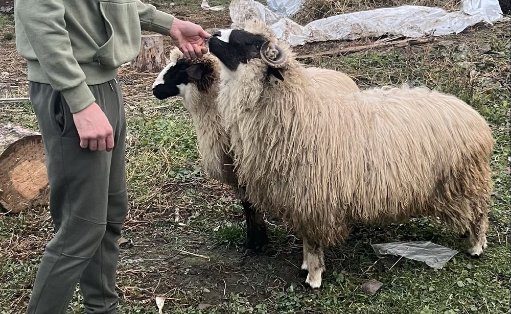 Berbecut brez de anul acesta / oi / miei / berbec schimb cu cereale