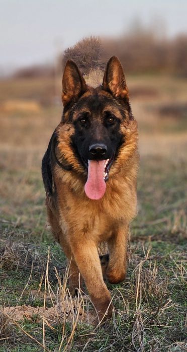 Предлагается для вязки