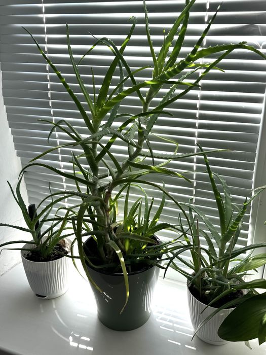 Алое столетник цветы