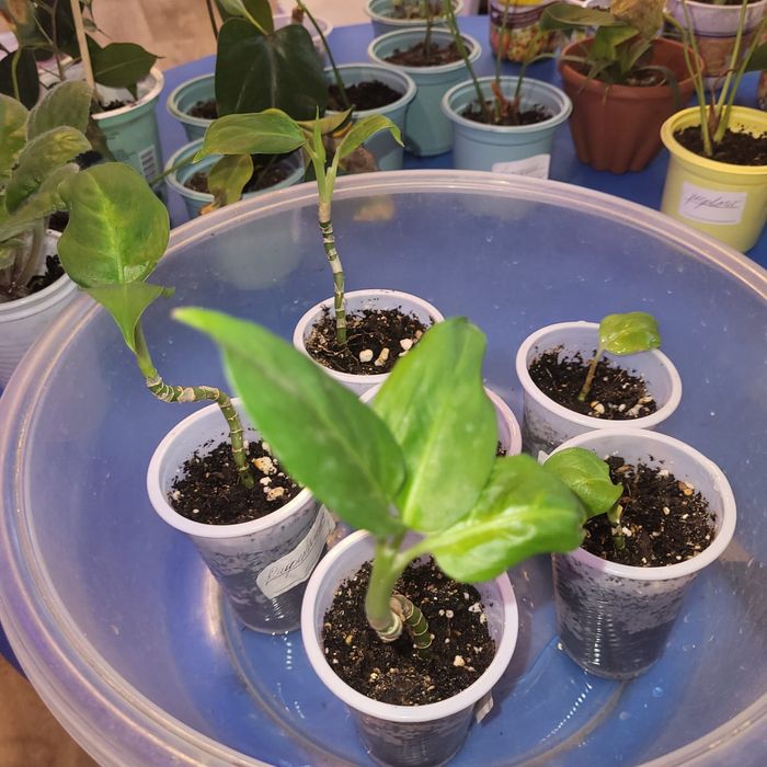 Комнатные растения