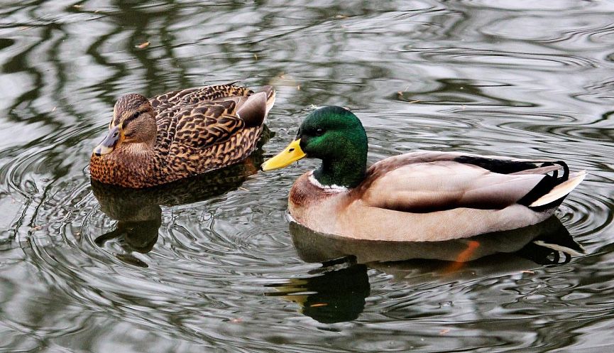 Дики фазан дики утка дики кролик