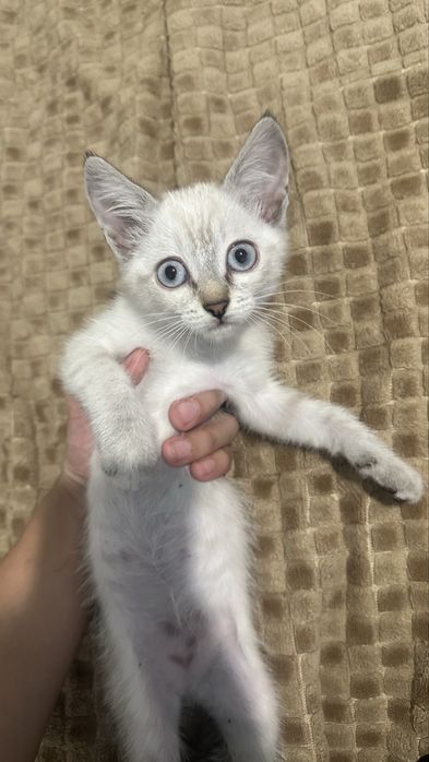 Отдам котенка девочка