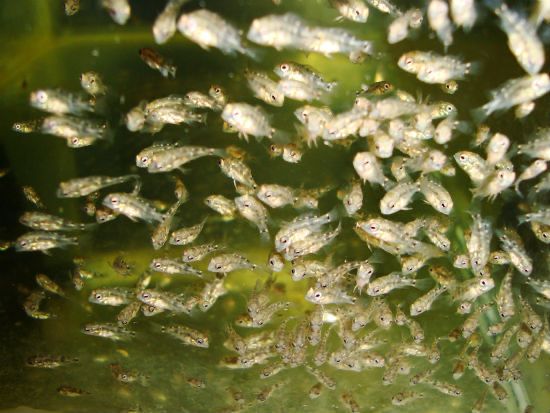 Акара     бирюзовая