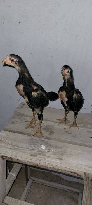 О Шамо немецкий линия