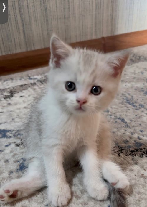 мушукчалар сотилади, котята, чистокровная fold, britanski shinshilla