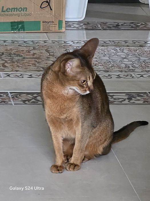 Отдам кошку  в хорошие руки