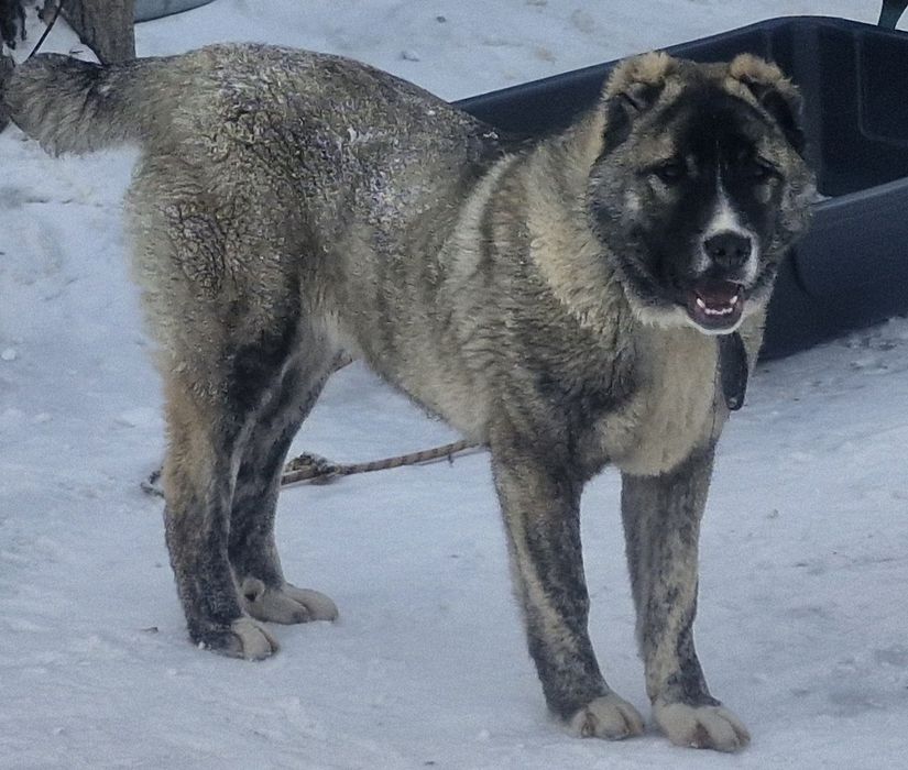 Продается щенок 7 месяцев мальчик