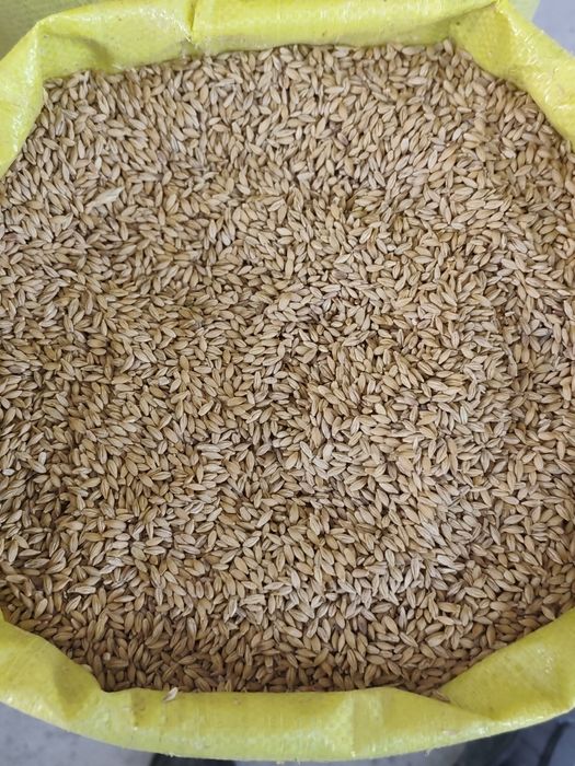 Козок арпа оптомга