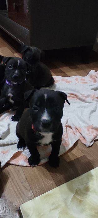 Продам щенков ротвейлер с питбулем