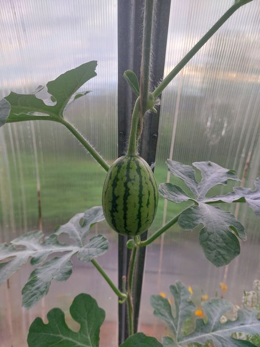 Продам дачу 18 соток