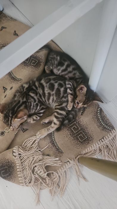 Продаю Бенгальских  котят