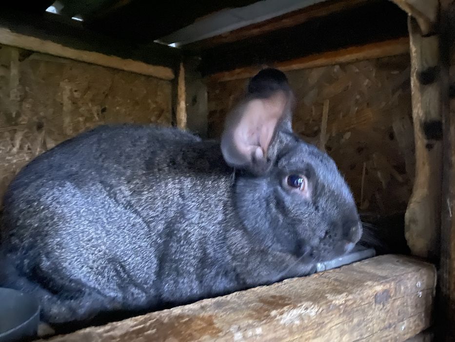 Hicole Francez rasa pura din parinti de exceptie