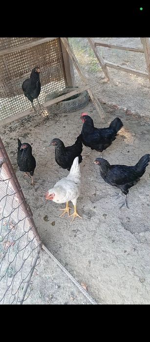 5балапан 1тауық сатылады