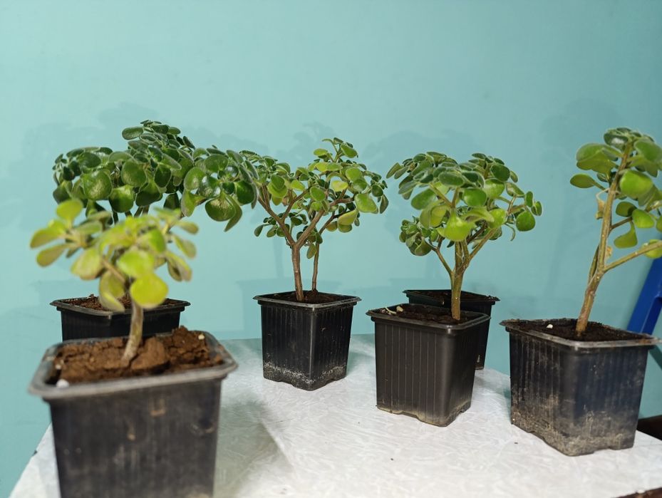 Растения аихризон