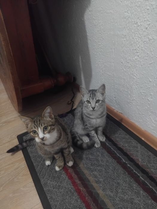 Котята от сиамской кошки