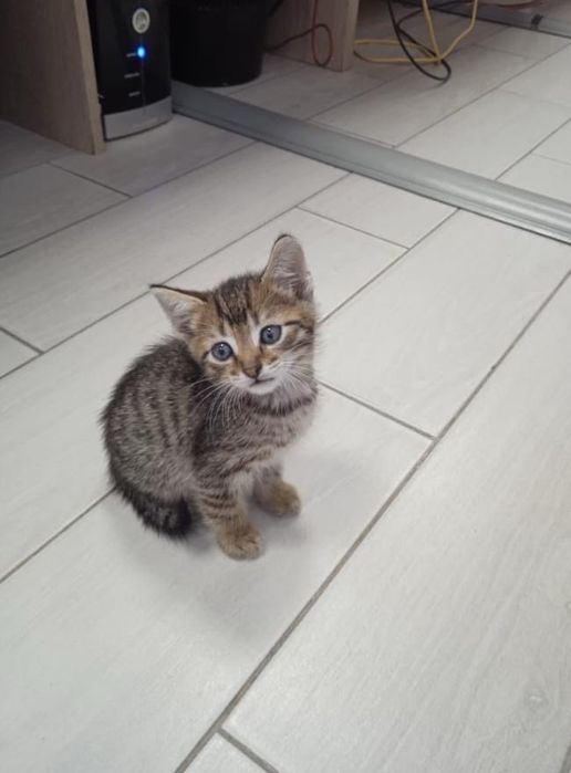 Котик-малтчик ищет хозяев