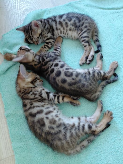 Продам бенгальских котят