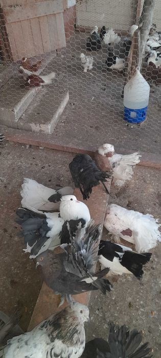 Porumbei de vânzare mai multe rase