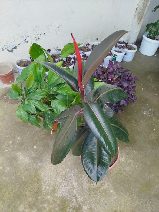 Fikus rezina daraxti sotiladi

1 yillik, sog‘lom va chiroyli gul.