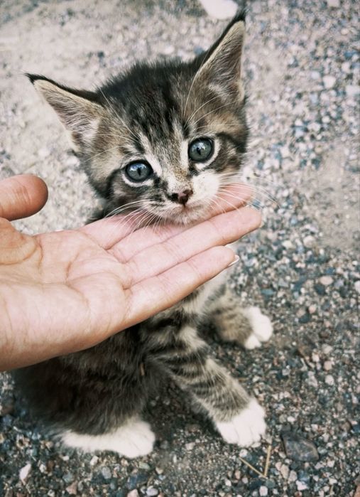Котята, 1,5 месяца