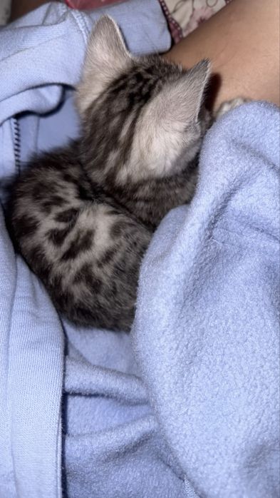 Продам котенка Бенгал