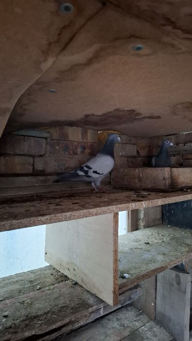 Почтовые голуби самцы